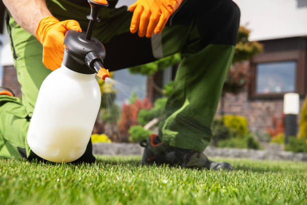 Wasp Removal Services in Whitney, NV