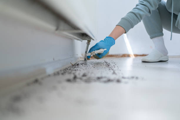 Professional Pest Control in Whitney, NV