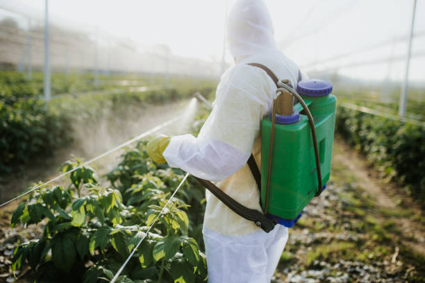 Best Commercial Pest Control Services  in Whitney, NV